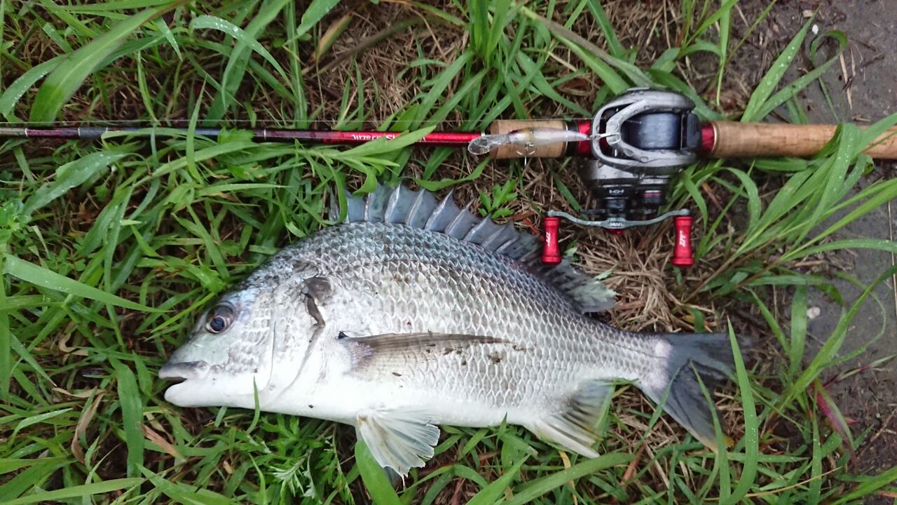 インプレ】ワールドシャウラ1600SSを5か月使った感想 : 釣り人ひたれん