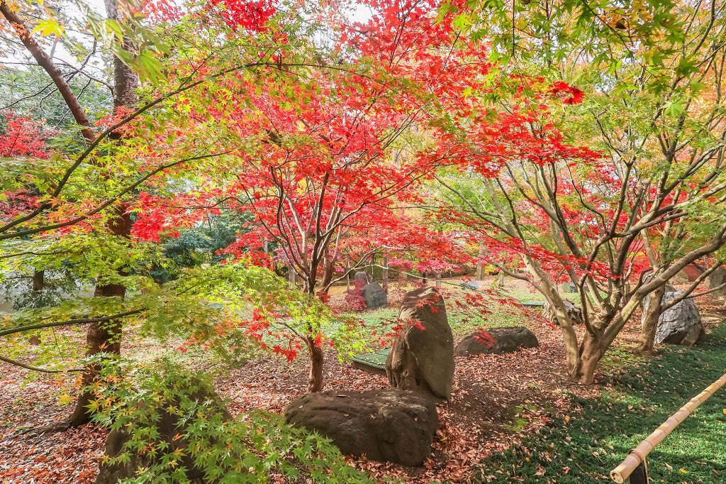 九品仏浄真寺の紅葉3 : あだっちゃんの花鳥風月